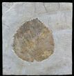 Huge Fossil Leaf (Beringiaphyllum) - Montana #29100-1